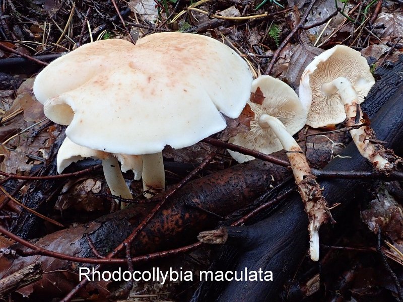 Rhodocollybia maculata-amf481.jpg - Rhodocollybia maculata ; Syn: Collybia maculata ; Nom français: Collybie maculée